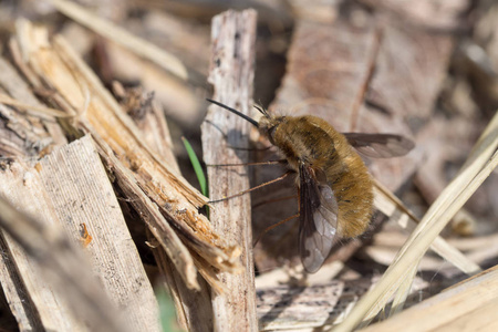 大蜂蝇, Bombylius 少校