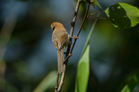 Parrotbill 上的点排扣