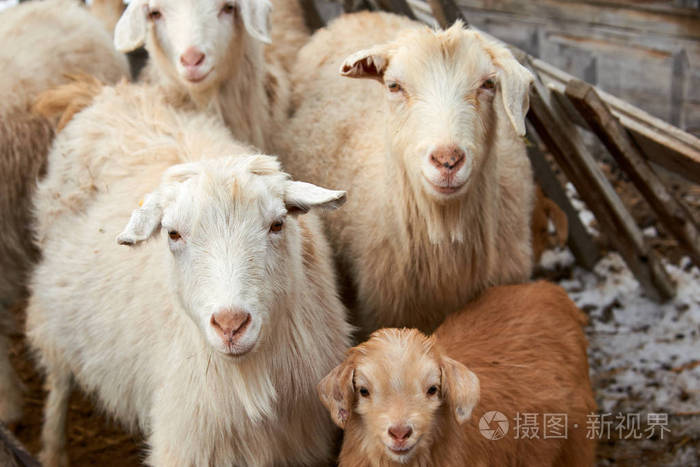 goatling国内山羊卡普拉aegagrus烧灼腋毛国内山羊是从西南亚和东欧的