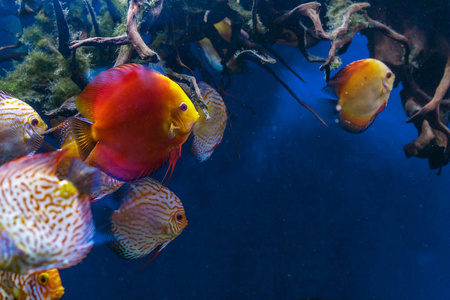 五颜六色的铁饼鱼在水族馆游泳