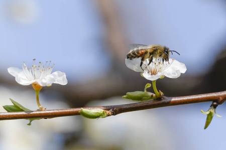 蜜蜂花为花蜜