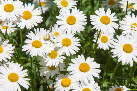 雏菊一种芳香的欧洲植物菊花家庭, 与白色和黄色雏菊喜欢花.