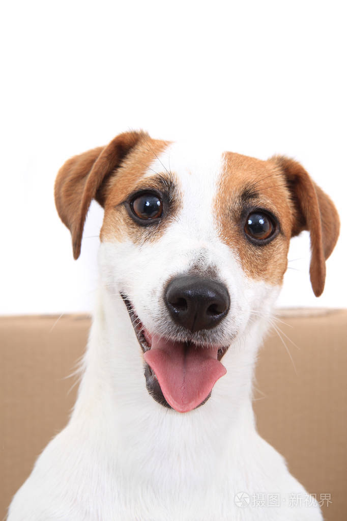 杰克罗素梗犬