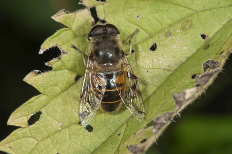 欧洲食蚜虻或无人驾驶飞机 Eristalis 管, 雄蝇