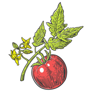番茄与叶束。矢量刻孤立在白色背景上的插图