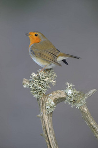 欧洲罗宾 Erithacus rubecula 鸟