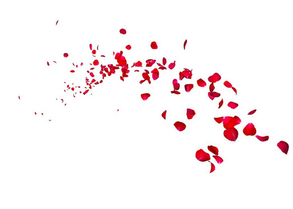 一朵深红色的玫瑰花瓣飞向远方
