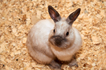 国产 rabbita 兔 穴兔, 俗称小白兔, 是欧洲兔种的驯化品种之一。兔子在中世纪首次被驯化, 并被用作食物的来源。