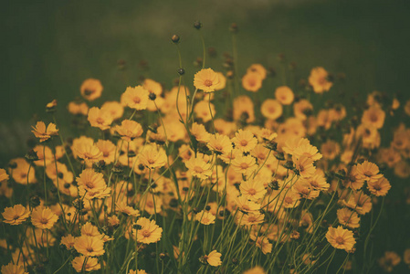 Rudbekia 夏花