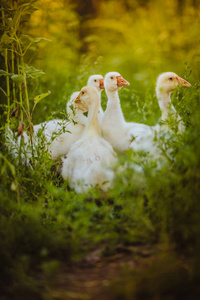 五雏鹅一起坐在草地上
