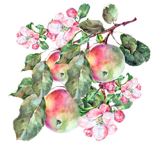 水彩花和水果苹果在白色的背景。花卉插图