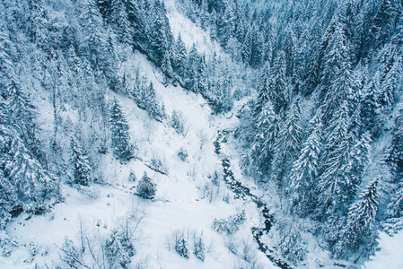 瑞士积雪覆盖的松树林鸟瞰图