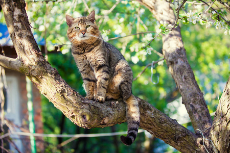 春园苹果树枝上的猫画像