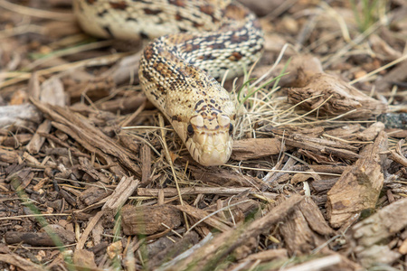 亚利桑那州草地上的一条公牛蛇