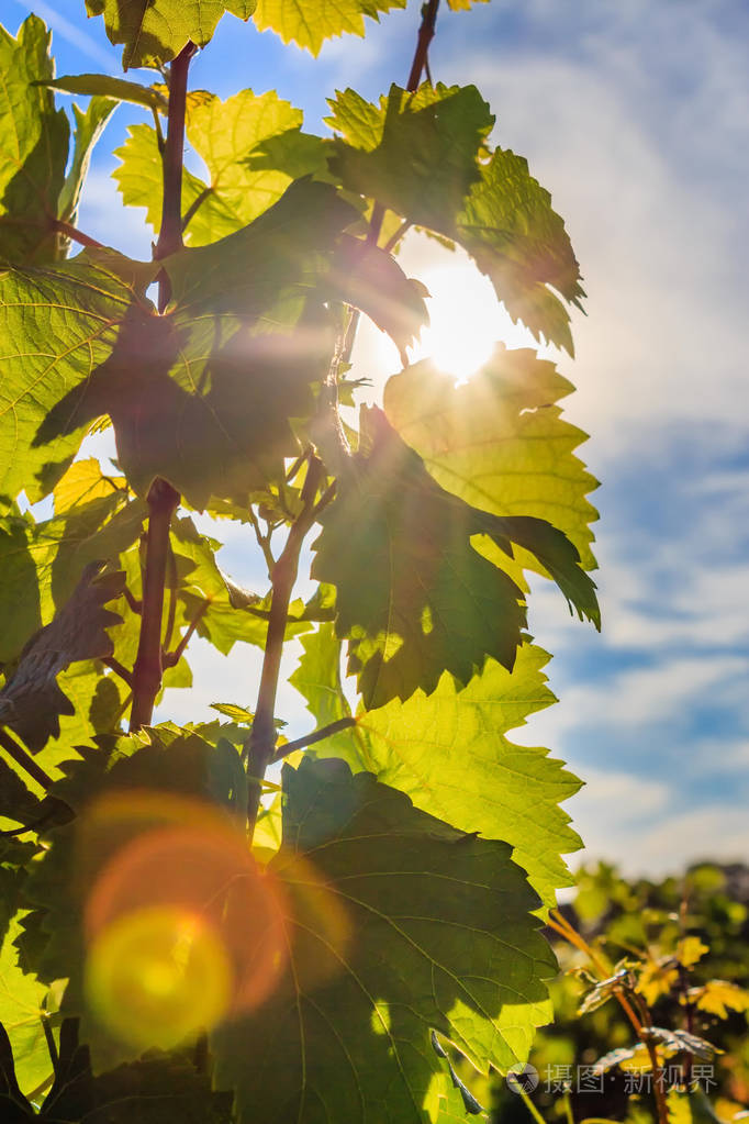 阳光下藤叶的特写