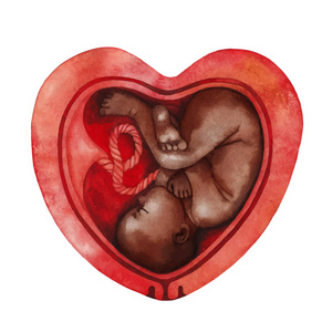 形心里面的水彩胎儿