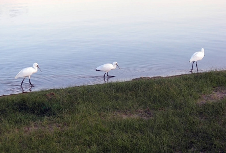 湖上的鹤鸟图片