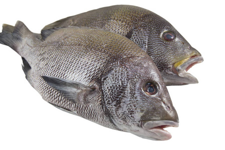 白色的石斑鱼图片