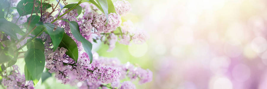 淡紫色的花春天开花