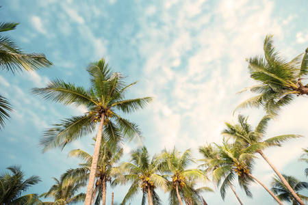 热带海滩上的棕榈树, 夏天有蓝天和阳光, uprisen 的角度。复古 instagram 过滤效果