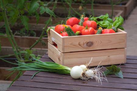 在温室里用板条箱里的新鲜蔬菜。有机农场