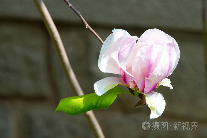 在阳光明媚的日子玉兰花盛开在树枝上