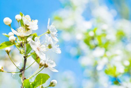 盛开的樱桃树上有白花的树枝, 绿色的春天叶子和蓝天的柔和背景