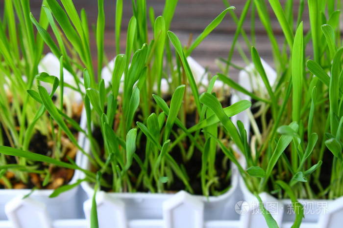 在家里以青草的形式发芽的绿色燕麦