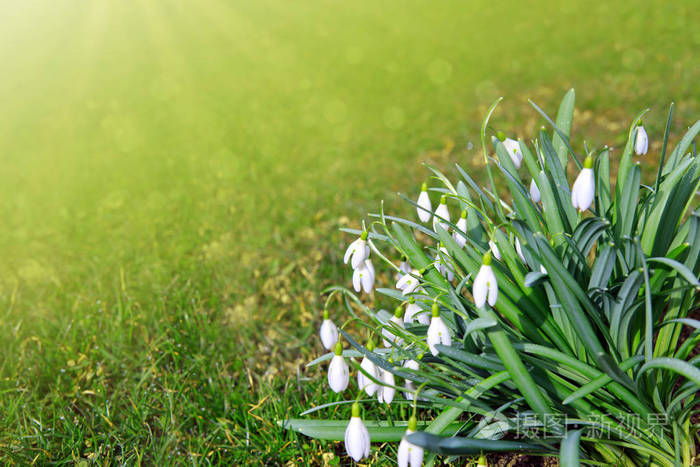 蓝天上的白色雪莲花