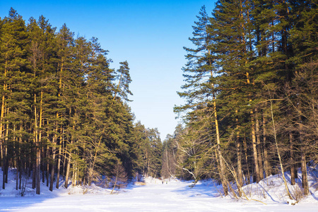 俄罗斯的性质。蓝天下绿树成荫的冬季森林