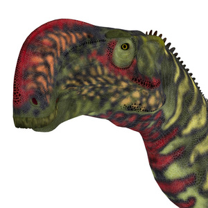 Altirhinus 恐龙头
