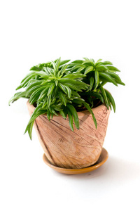 美丽的 pepperomia 植物在一个黏土罐在白色背景下