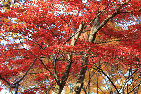 京都 Rurikou 的秋季季节