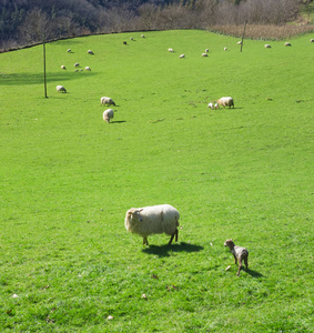 羊和小羊在草地上吃草