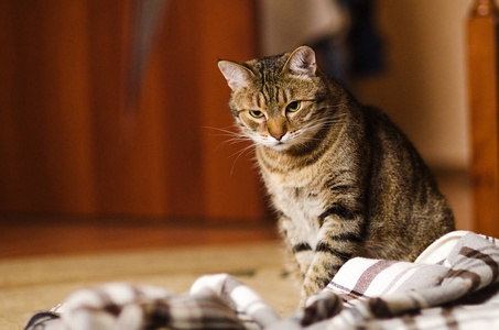 嬉戏的大花猫成年猫在地板上玩毯子