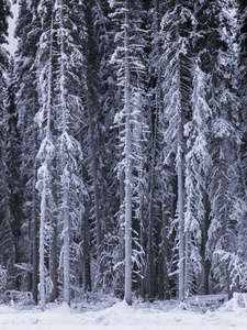 在雪覆盖的森林, 阿拉斯加公路, 北落基山脉地区自治市, 不列颠哥伦比亚省, 加拿大的风景景观
