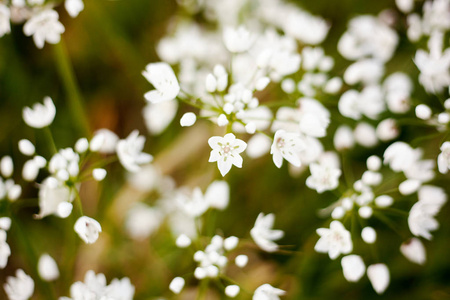 白色小野花在柔软的焦点, 美丽的花卉弹簧 b
