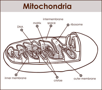 矢量插画与手绘医学涂鸦数码插画 dna 结构在彩色背景线粒体横断面的