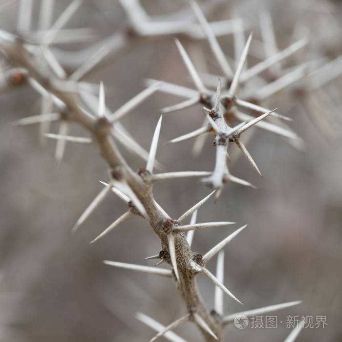 墨西哥纳华的尖刺植物上的荆棘特写照片 正版商用图片04a0r2 摄图新视界
