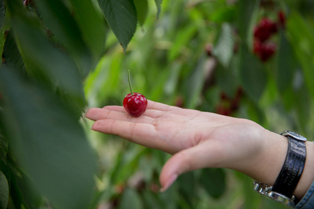 手中的樱桃图片
