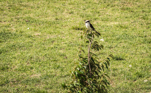 在肯尼亚马赛马拉的树枝上的黑白鸟