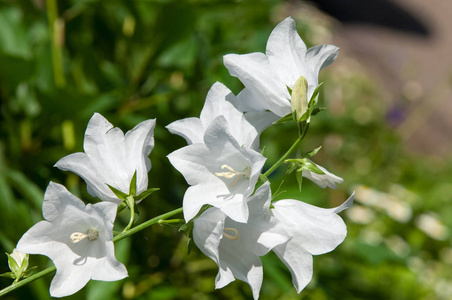 风铃 persicifolia 在花园里绽放。马其顿语 Garebets, 希腊钟, Formanax 钟。拉丁名字是风铃 Fo