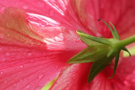 花瓣和雨滴滴在芙蓉花上的细节图片