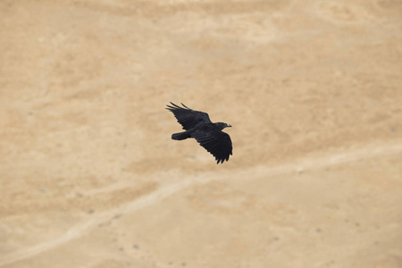 乌鸦飞过去冷场的图片图片