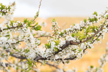 早春百花盛开的黄梅树枝图片