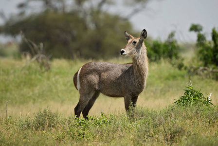 非洲大羚羊捻角羚 ellipsiprymnus, 非洲大草原的大羚羊, 塔伊塔丘陵保护区和察沃国家公园, 肯尼亚