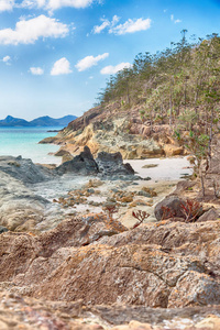 在澳洲海滩海岛树和岩石