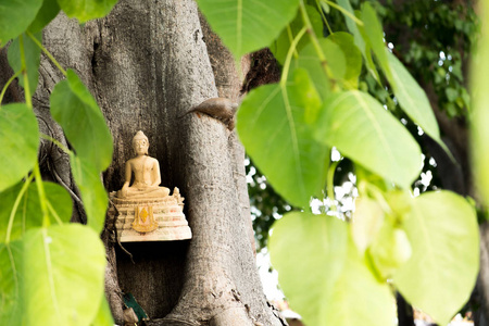 老金色佛像留在庙里的大树上。