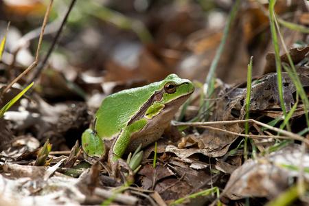 树蛙 雨蛙 arborea 蛙 arborea, 森林地面上的欧洲树蛙, 自然环境, 自然栖息地