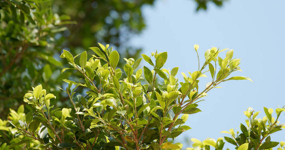 绿化植物树枝